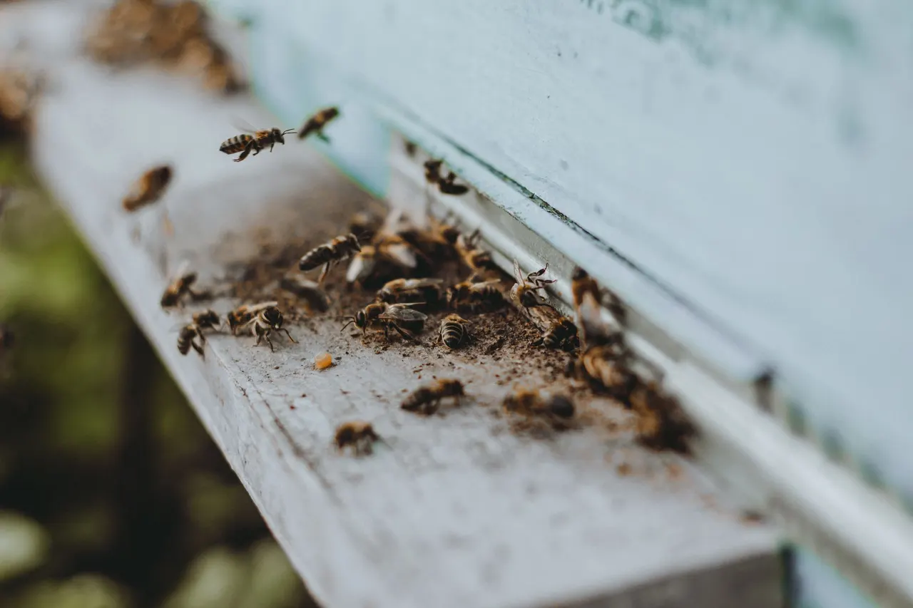 Pest Control Company in the UAE